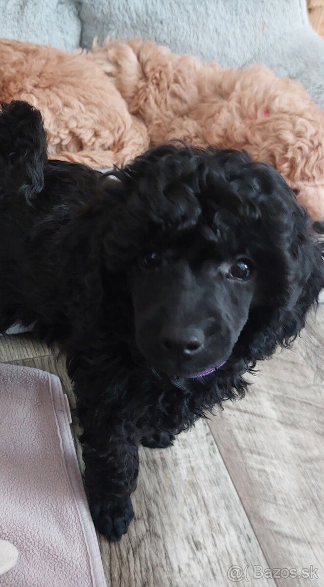 Pudel pudlik toy/trpaslík s PP - 8