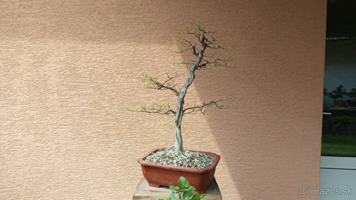 bonsai,bonsaj-hrab 34 - 8