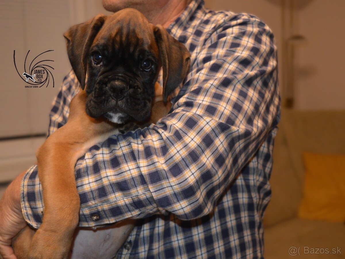 Nemecký boxer- psík s PP - 8
