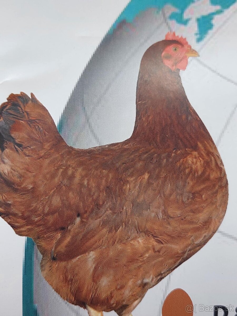 Kuričky DOMINNAT - 8