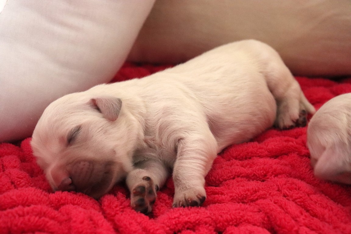 Zlatý retriever/ Golden retriever - 8