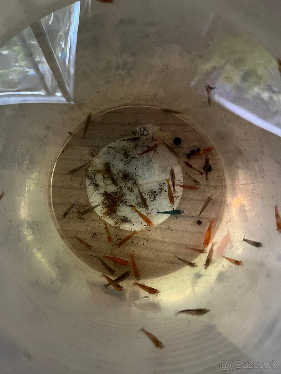 krevetky + rastlinky - 8