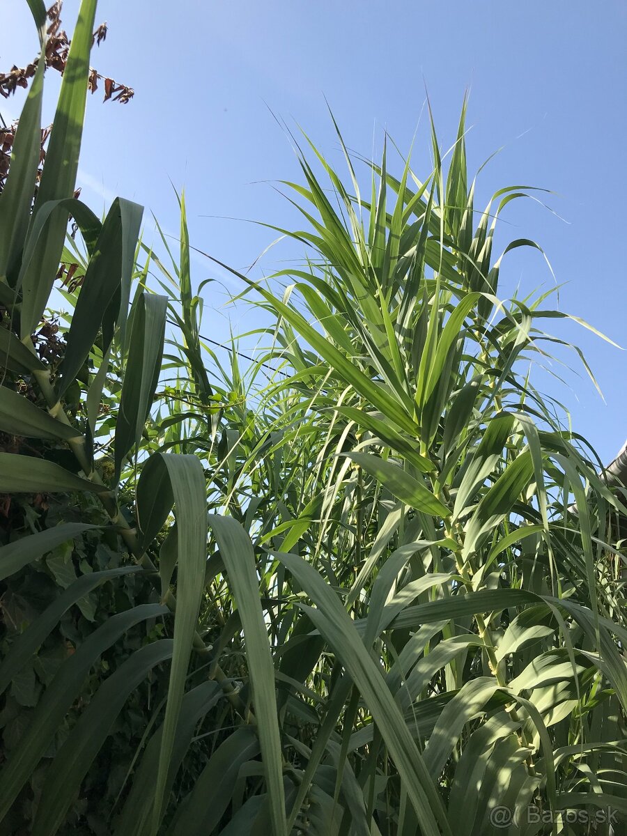 Predám BAMBUS, Bambusovú hľúzu - 8