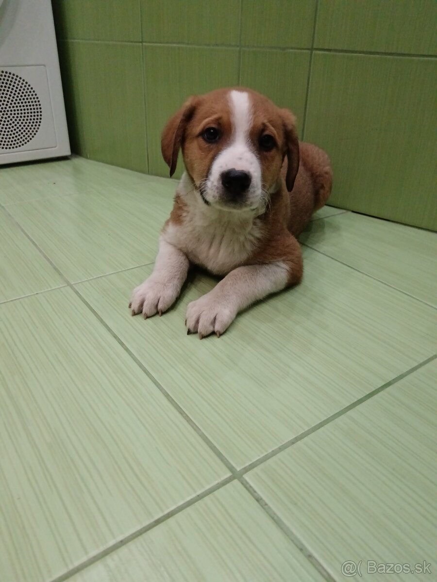 Šteniatka - mama Bernský salašnícky pes - 8