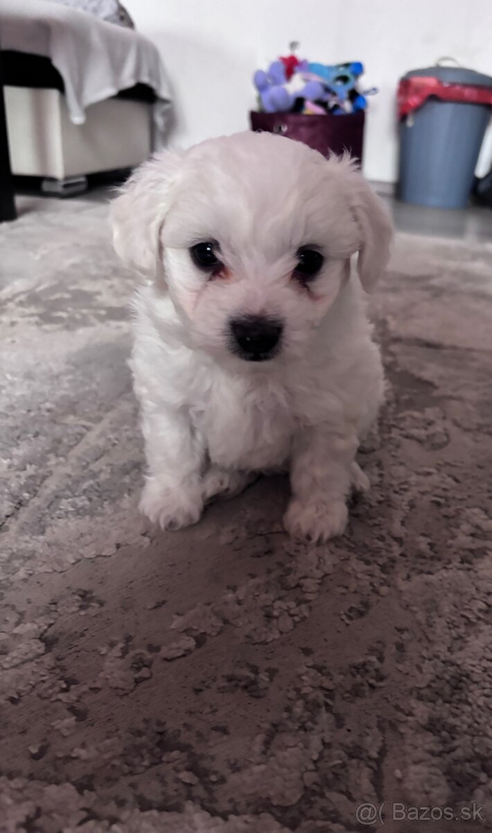 Maltézsky psík - 8