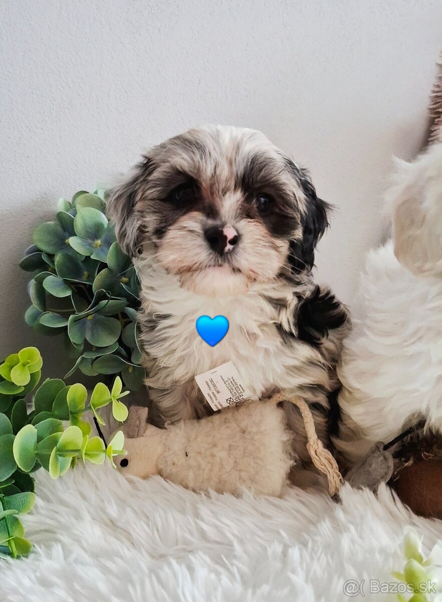 Maltipo,Maltipoo - 8