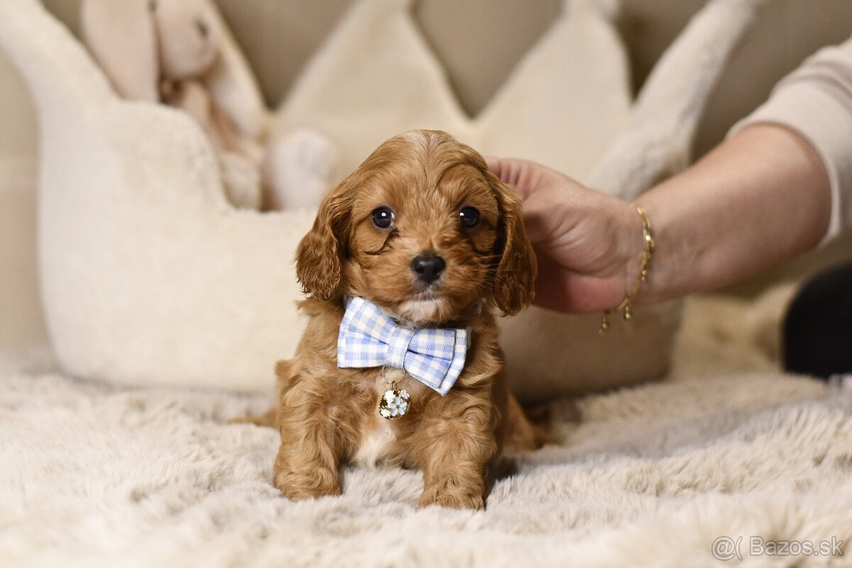 Cavapoo F1 psík hľadá milujúci domov - 8