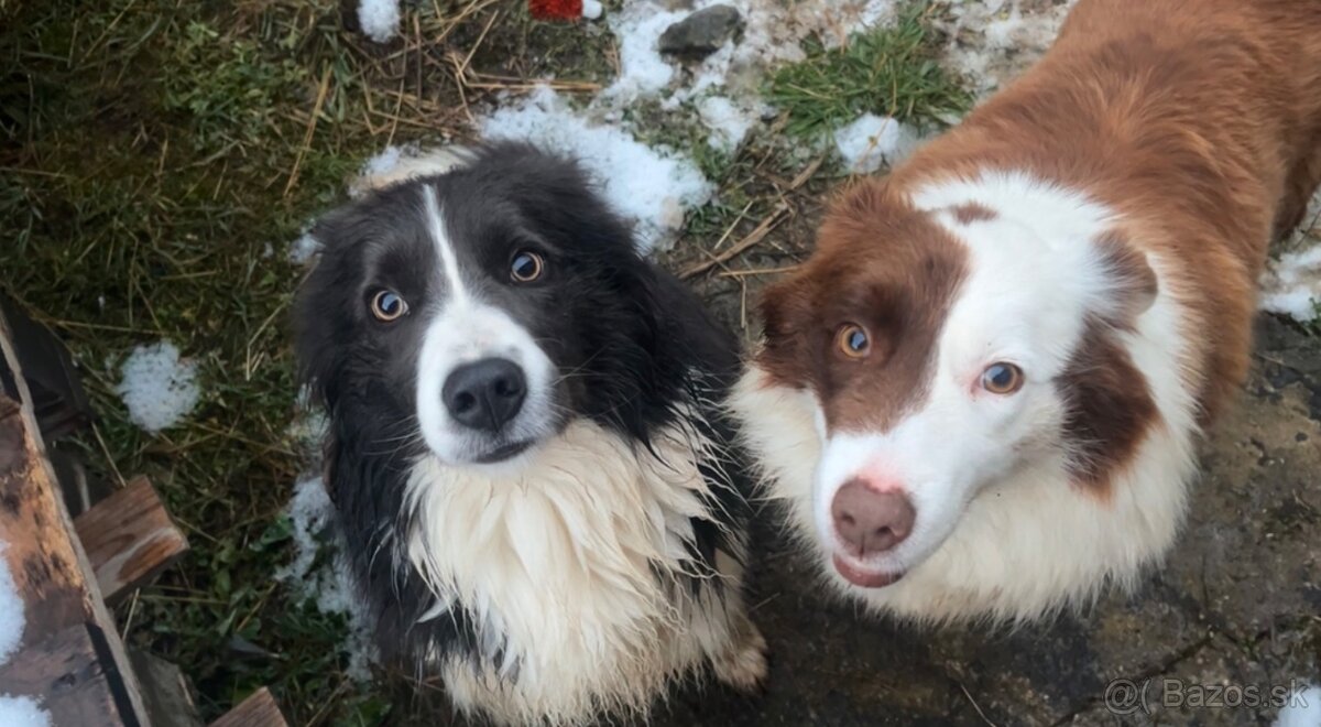 Predám border kólia šteniatka - 8