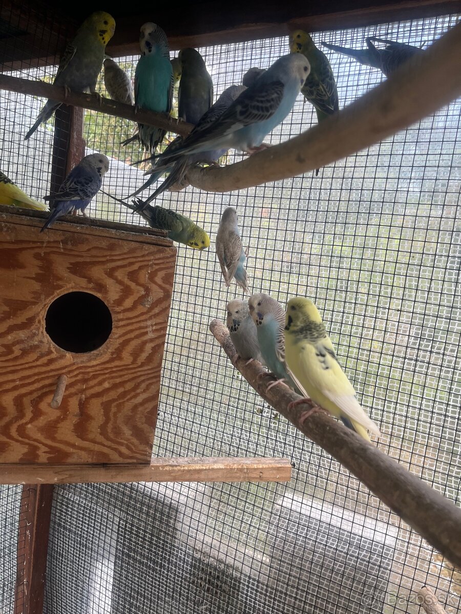 Andulky z volieri - 8