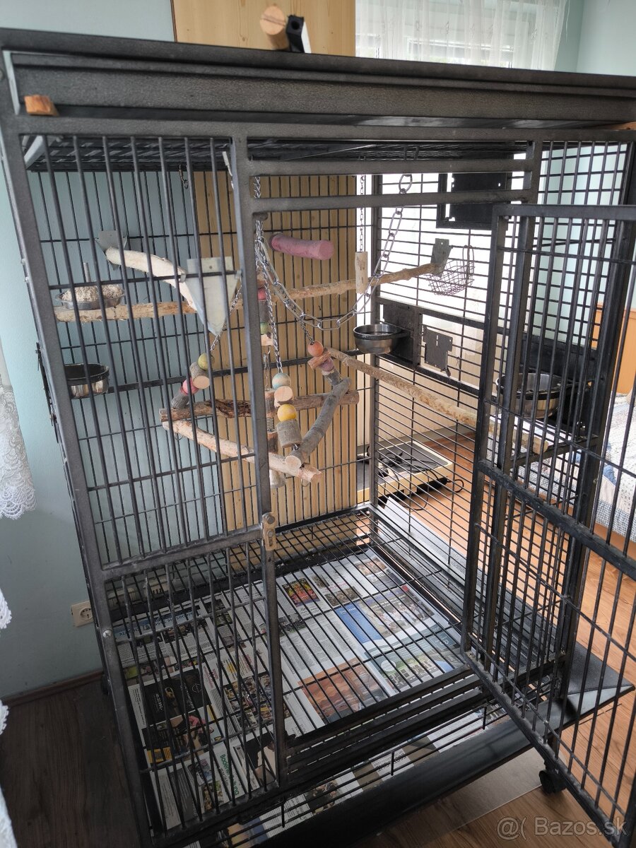 Žako papagáj šedý - 8