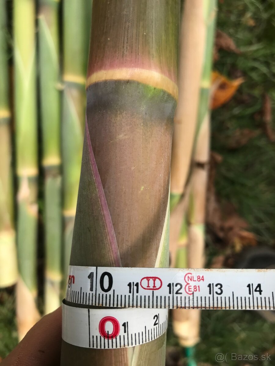 Predám BAMBUSOVÉ STONKY,TYČE - 8