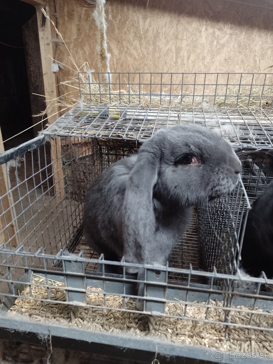 Predám králiky - 8