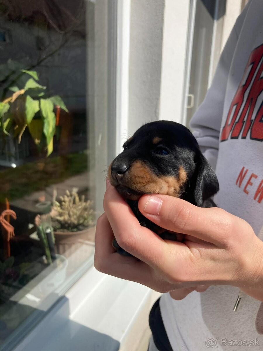 Jazveciky na predaj - 8