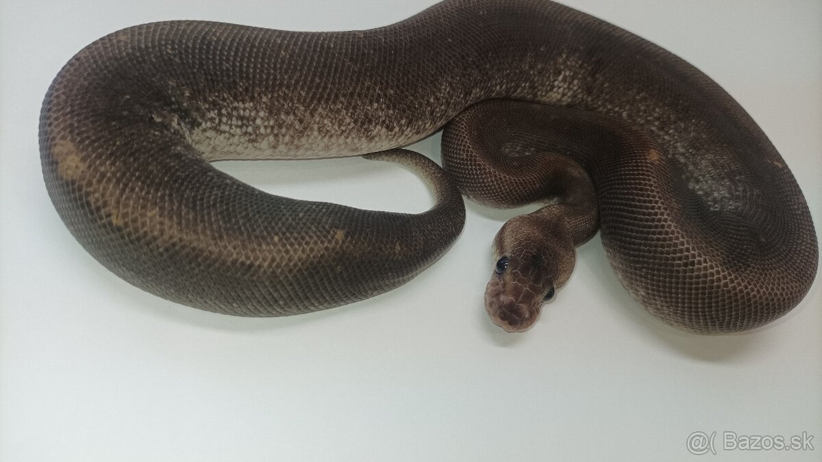 P. Regius.Pyton kralovsky - 8