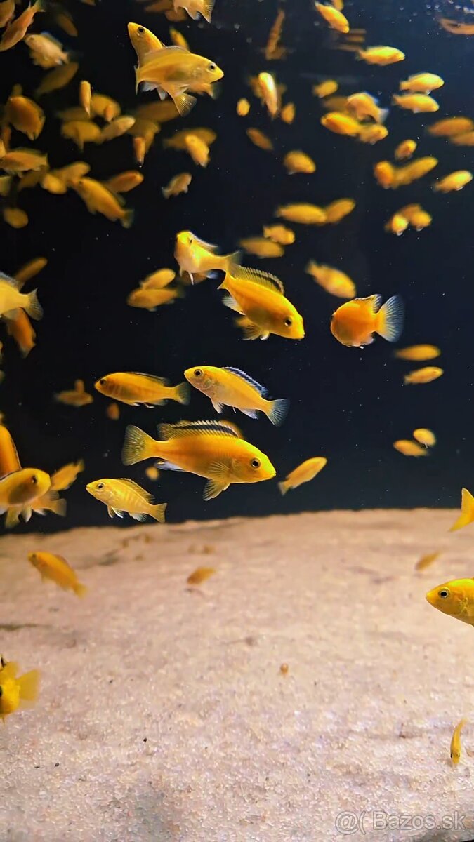 Africké cichlidy Malawi - 8