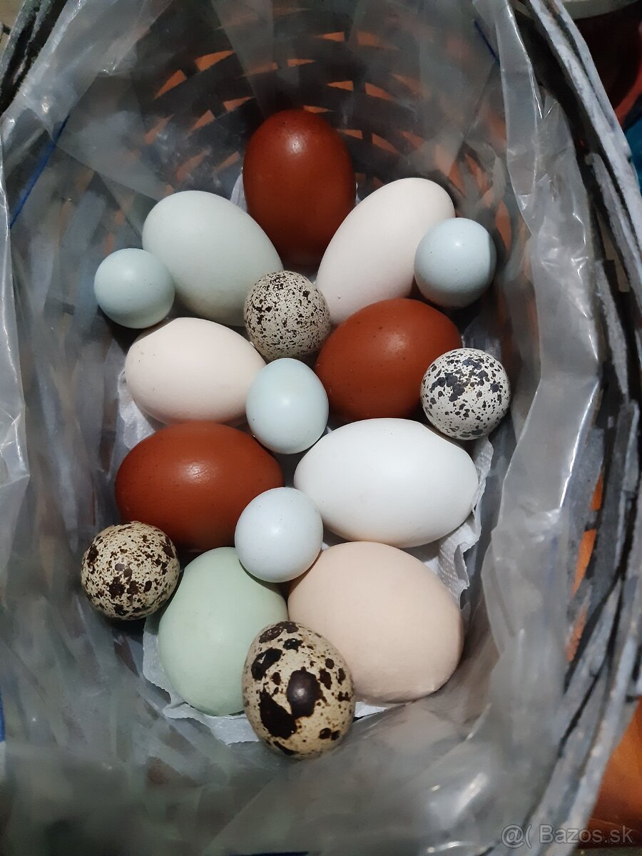 Prepelice japonské násadové vajíčka - 8