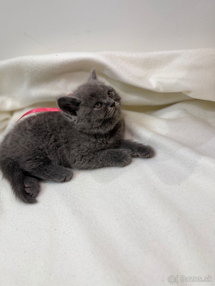 Britske maciatka - 8