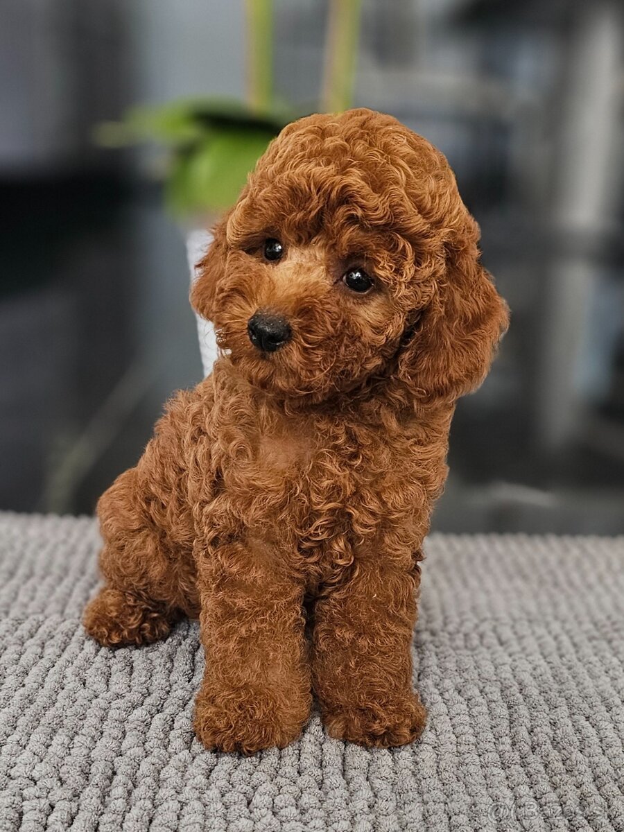 Trpasličí pudl, pudel, Miniature Poodle - 8