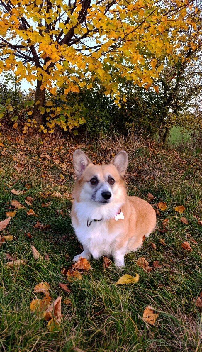 Welsh Corgi Pembroke - 8
