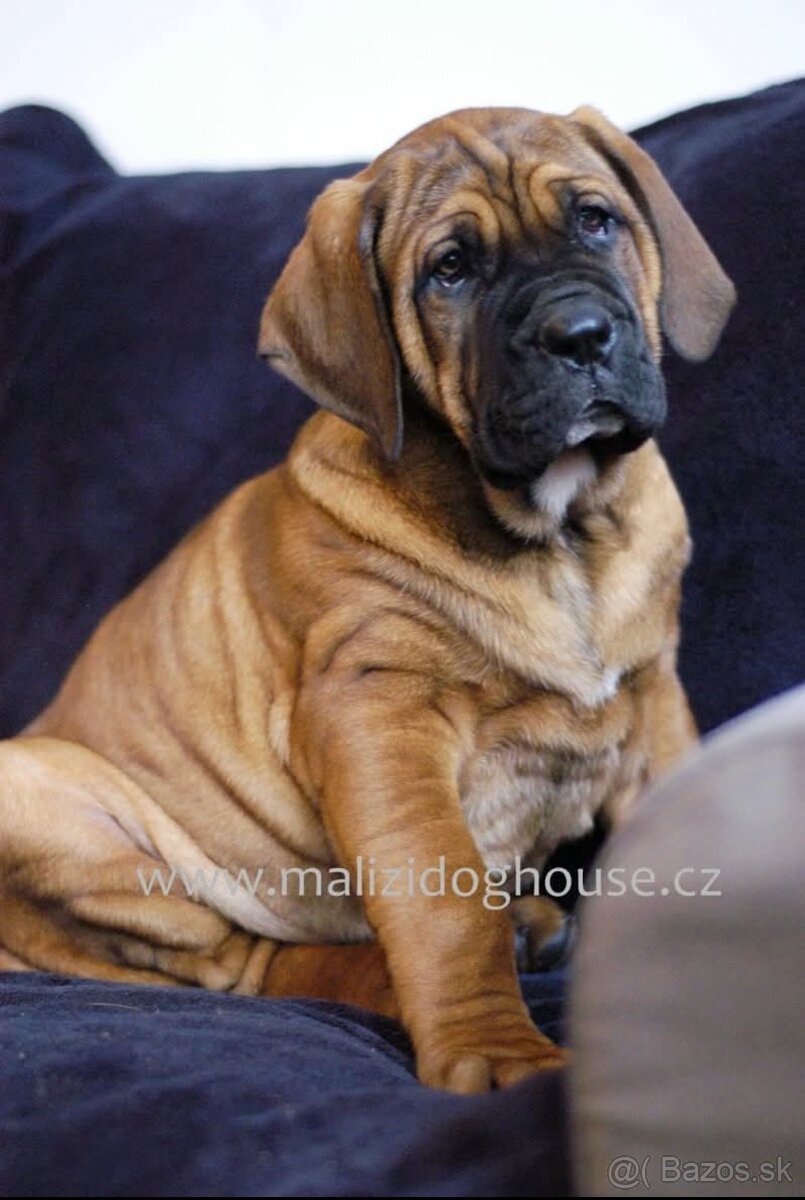 Tosa inu štěnata - přijímáme rezervace - 8