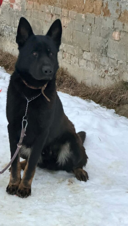 nemecký ovčiak - 8