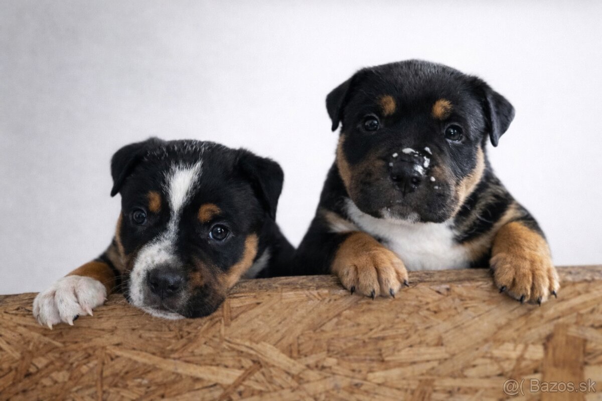 AMERICAN BULLY XL🩵💜 - 8