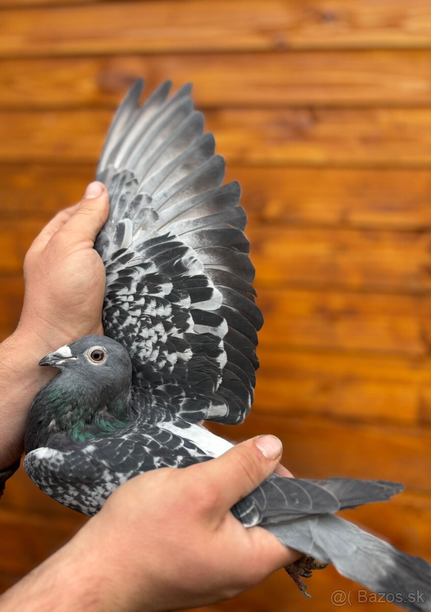 Poštové holuby - 8