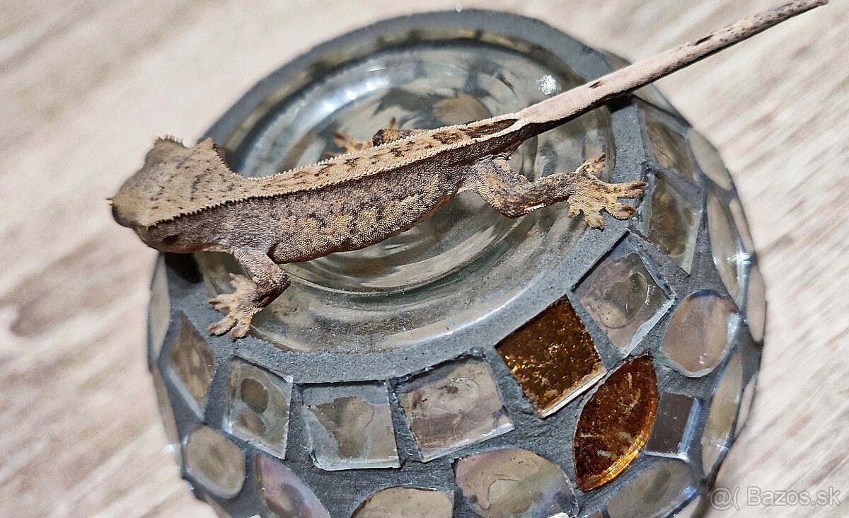 Pagekon riasnaty - 8