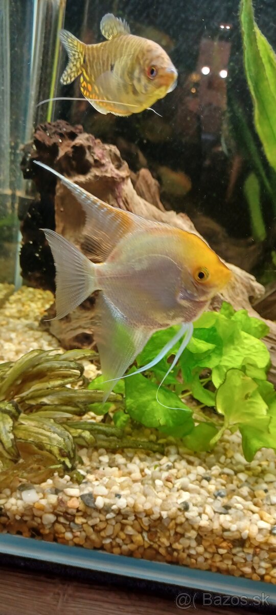 Predám / vymením akváriové ryby - 8