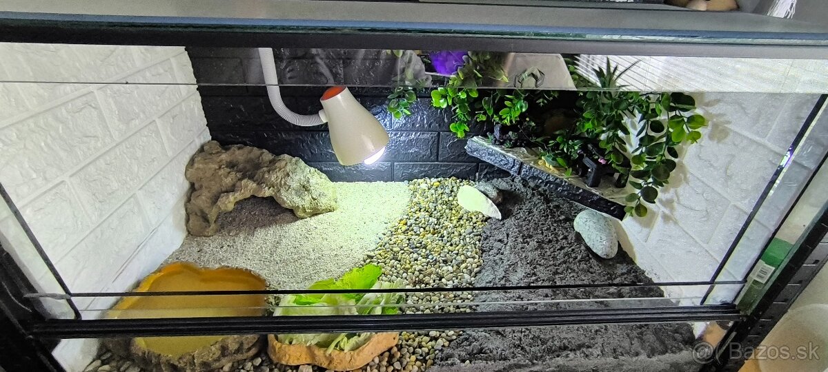 Suchozemská korytnačka žltočierna - 8