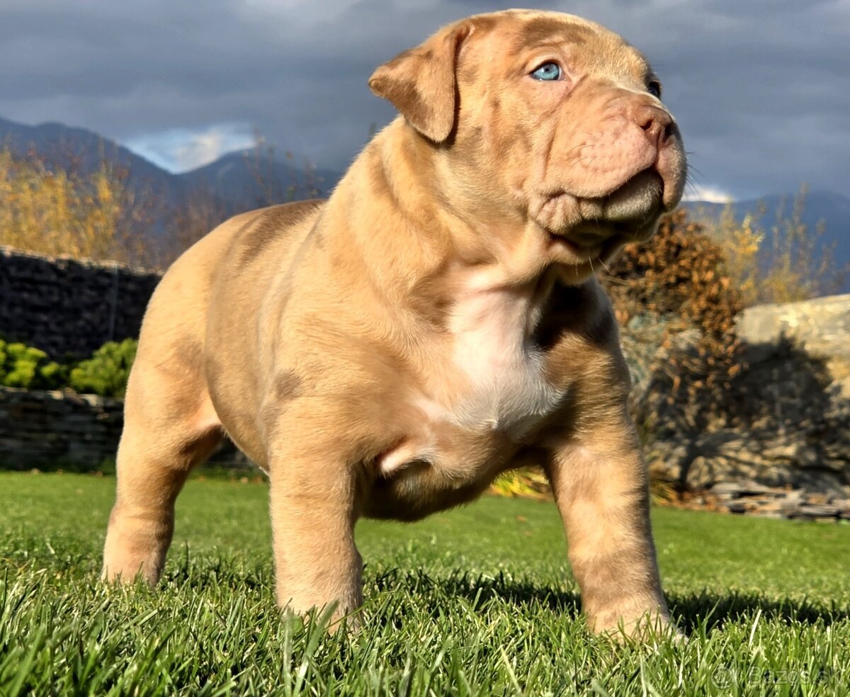 American Bully XL XXL - 8