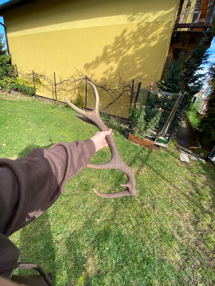 Jelenie zhody / parohy 74cm - 8