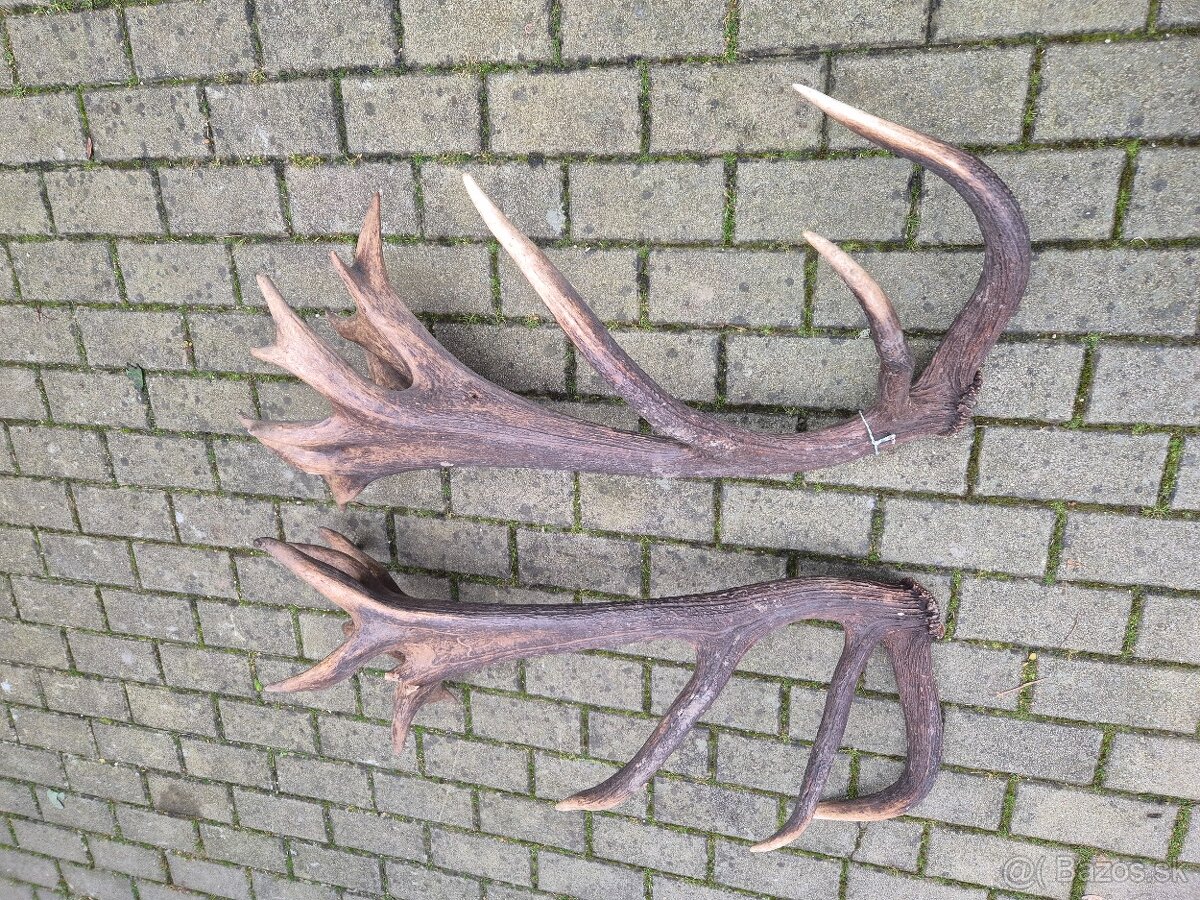 Trofej trofeje paroh parohy parozie zhody - 8