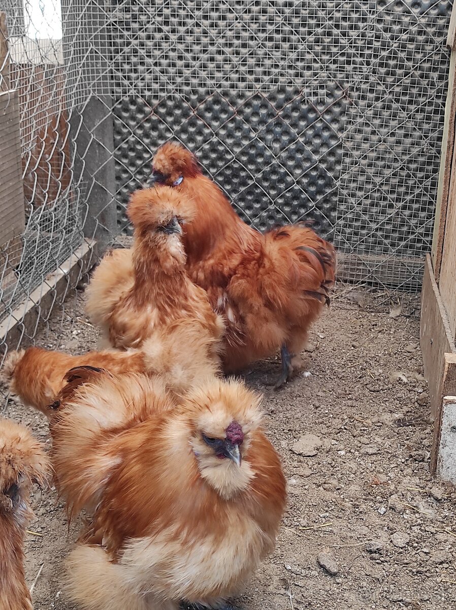 Nasadové vajcia - Hodvábničky - 8