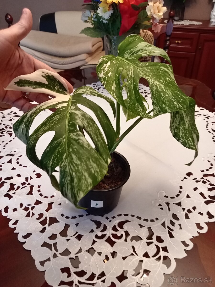 Monstera variegata - 8