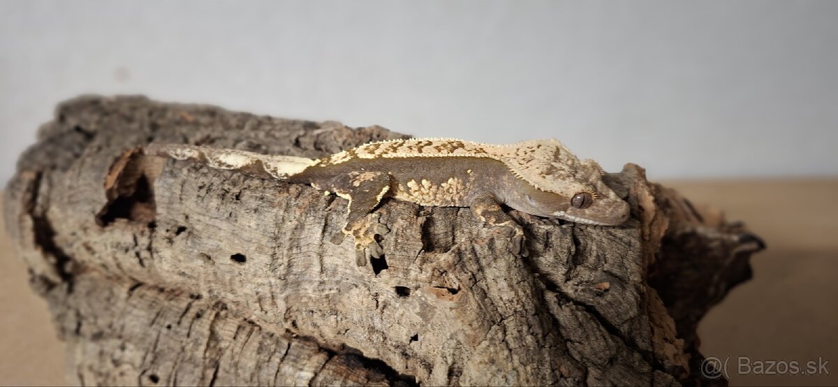 Pagekon riasnaty - 8