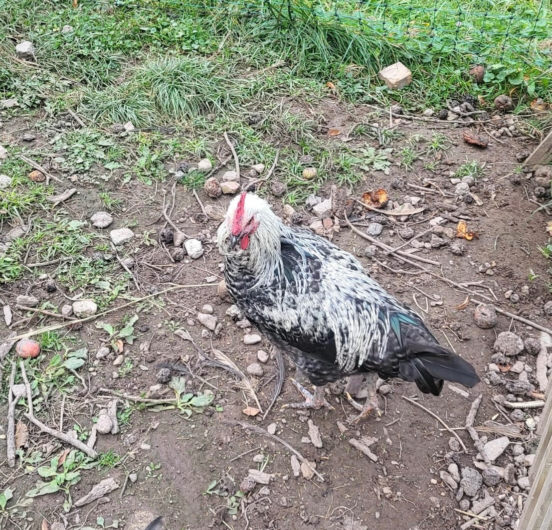 Kohúty na predaj - 8