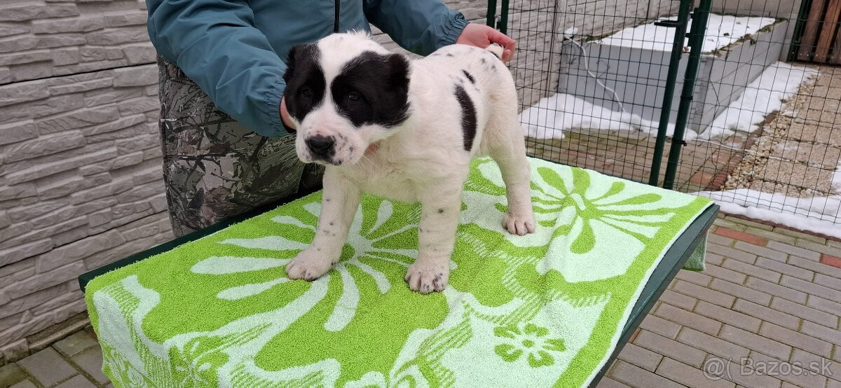 Stredoázijsky ovčiak - 8