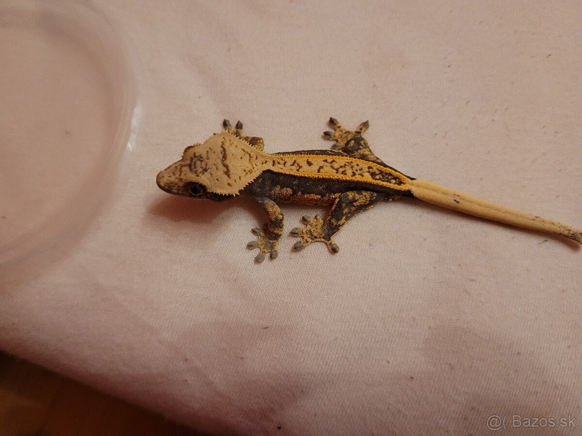 Pagekon riasnaty - 8