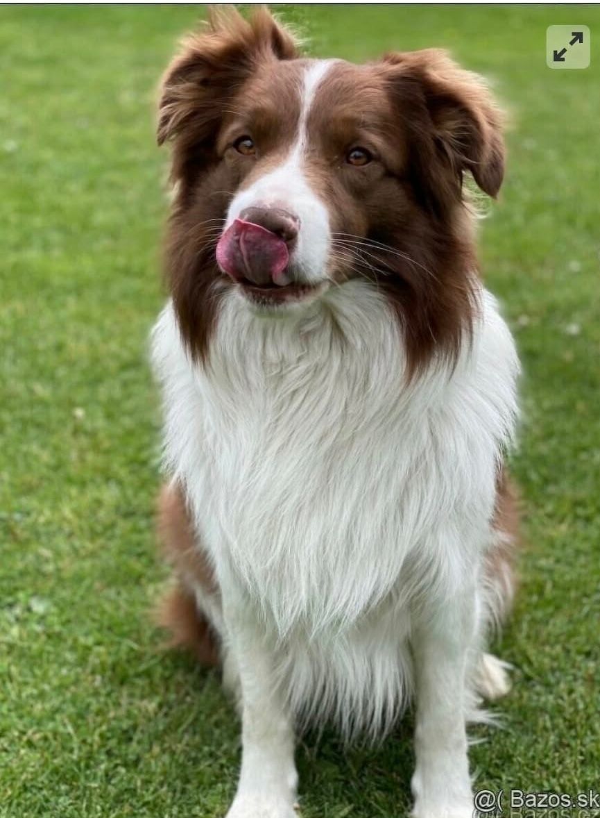 Šteniatka Border kólia - 8