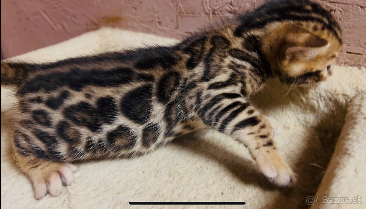 Bengalska mačka s PP - 8