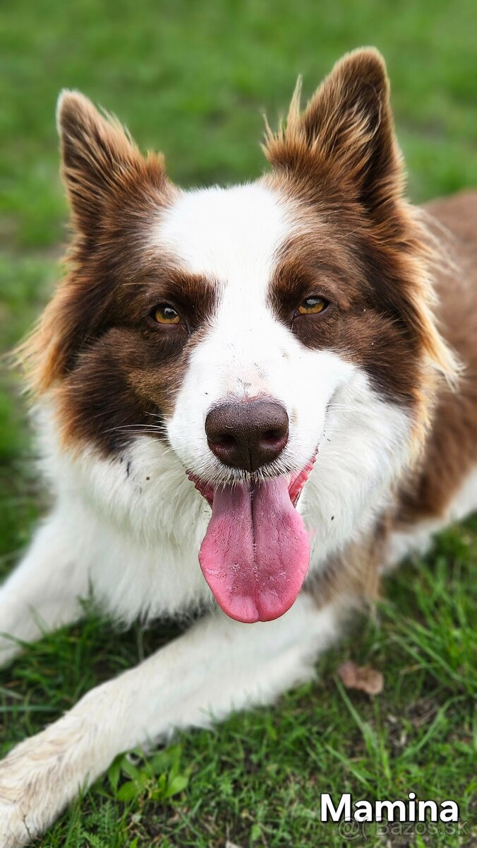 Border kolia - šteniatka na predaj - 8