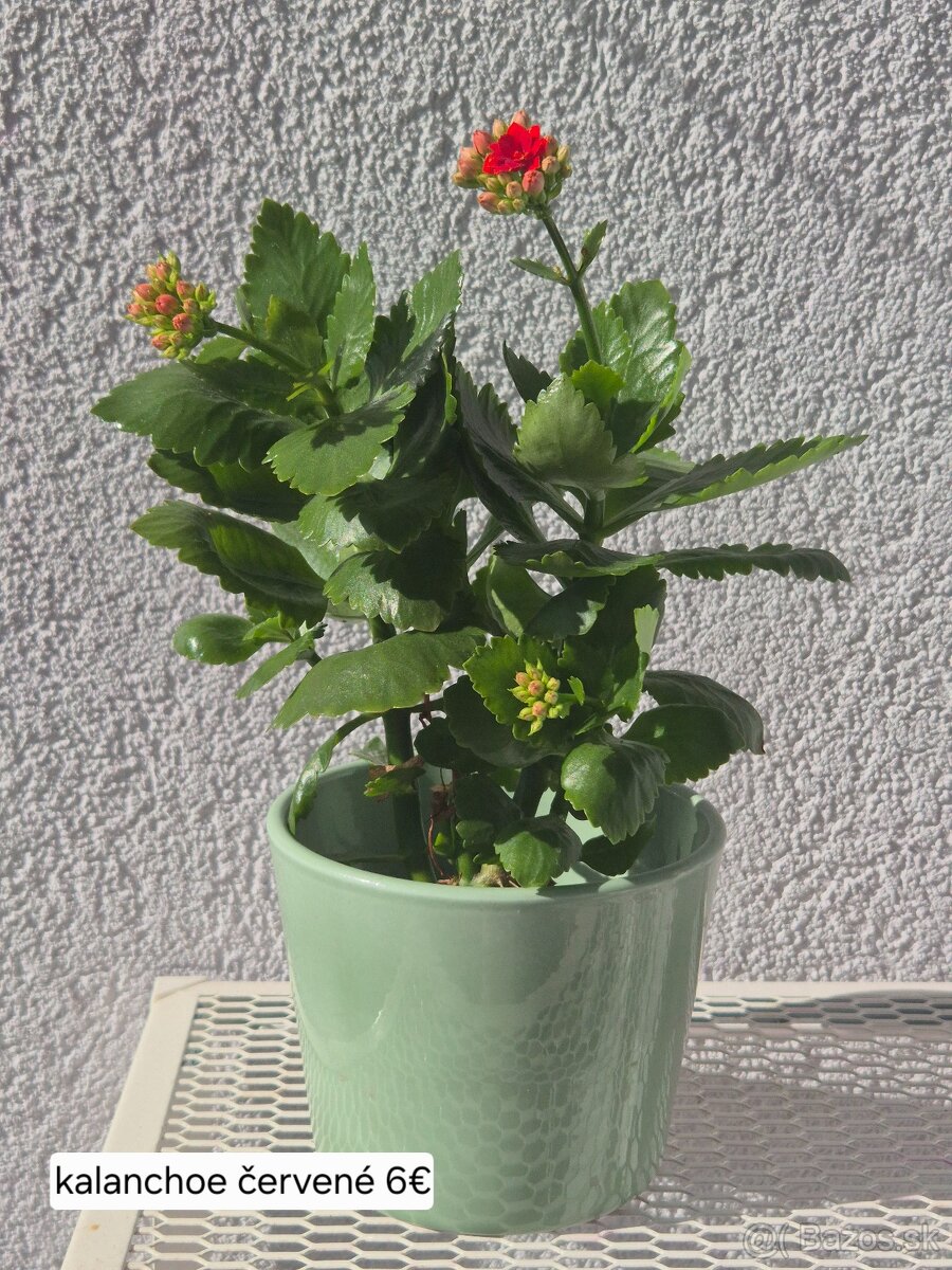 Predám izbové rastliny 2 - 8