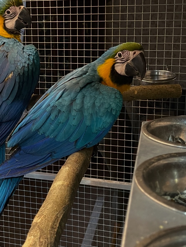 🟡🔵🟡🔵 Ara Ararauna 🟡🔵🟡🔵 - 8