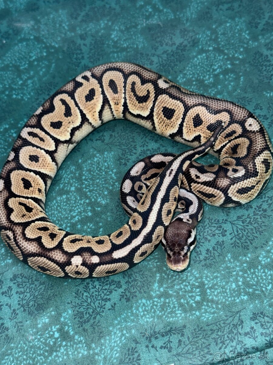 Python regius-krajta kráľovská - 8