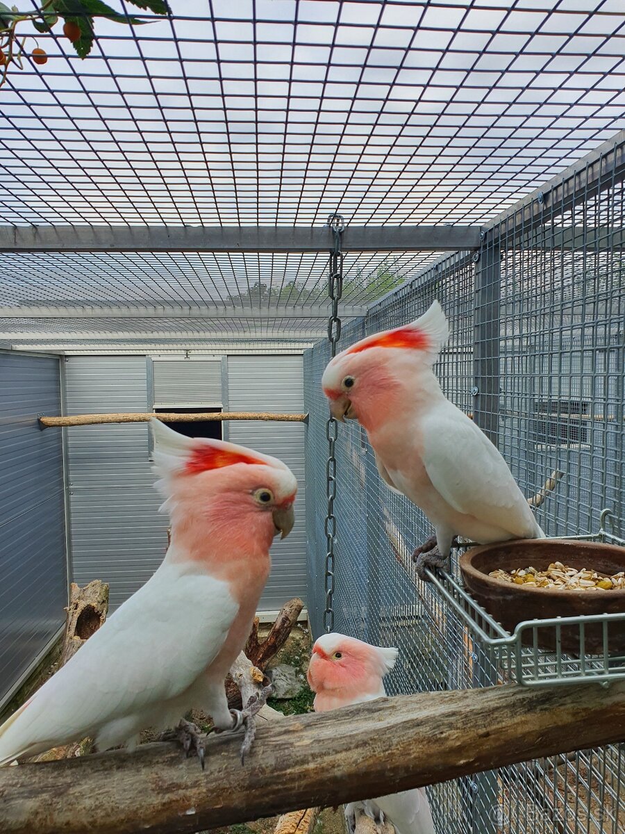 Inka,ruzovy lutino, horsky - 8