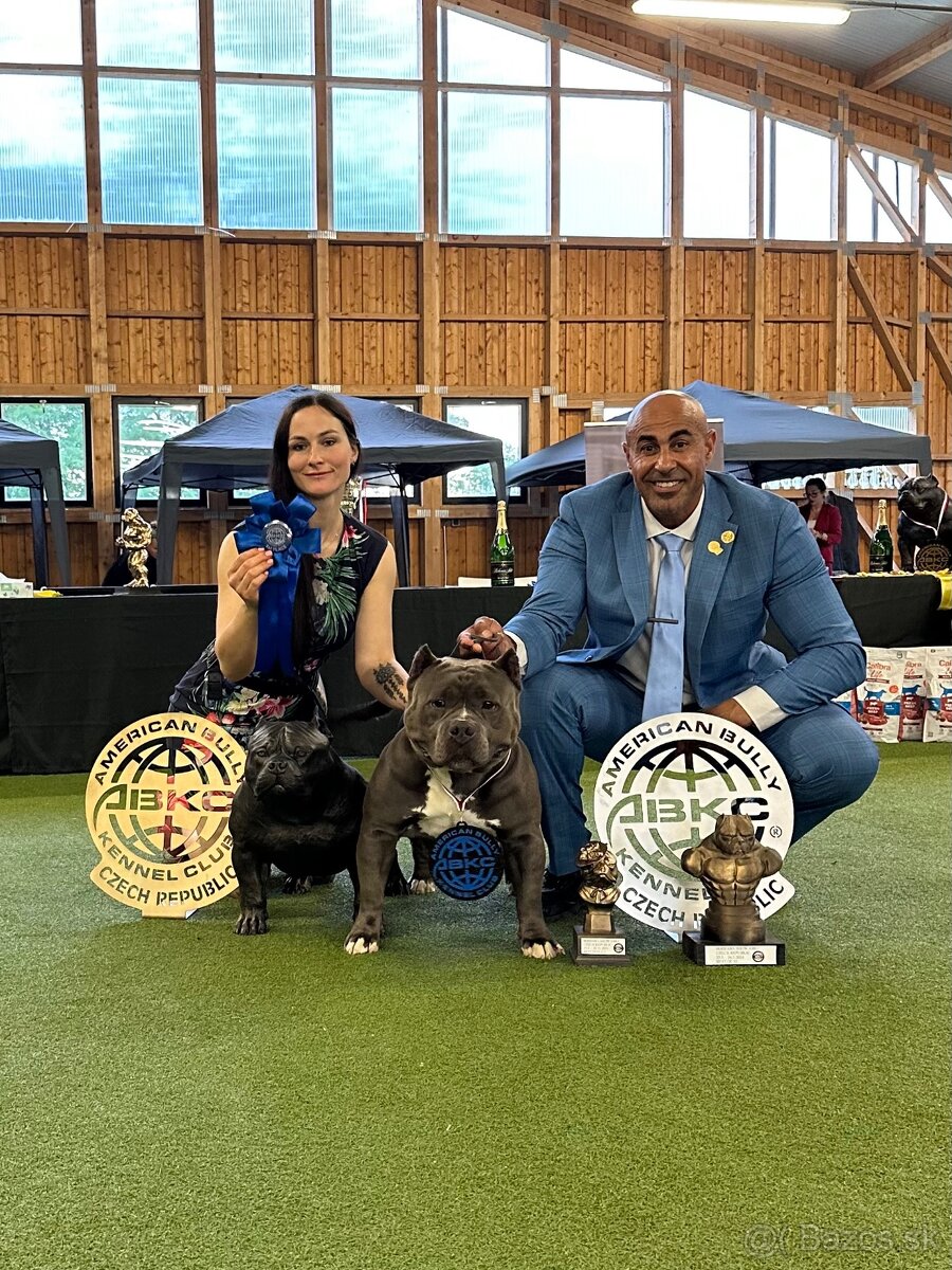 American Bully XL - Exkluzívne spojenie šampiónov - 8