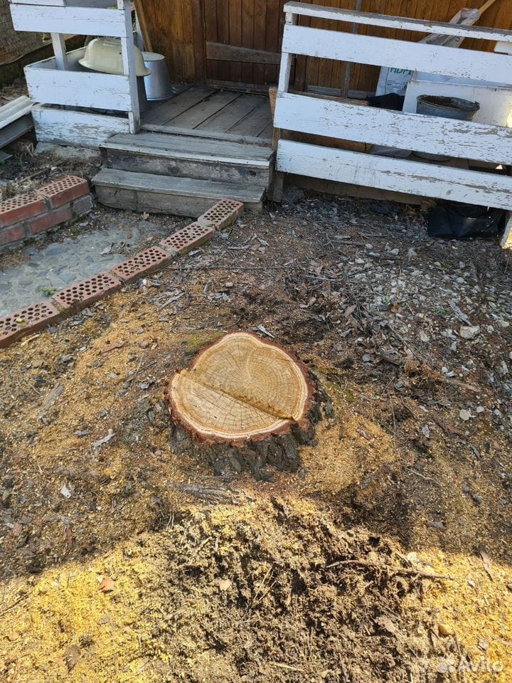 Frézovanie pňov,pňová fréza - 8