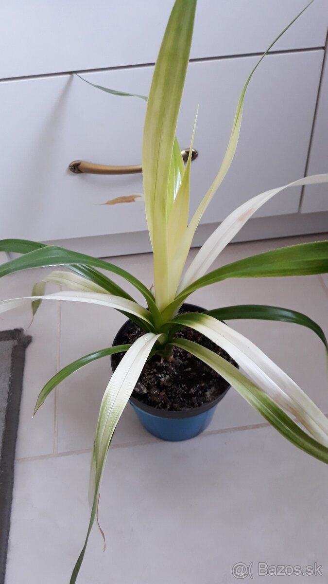 Predam izbové kvety 3e za kus - 8