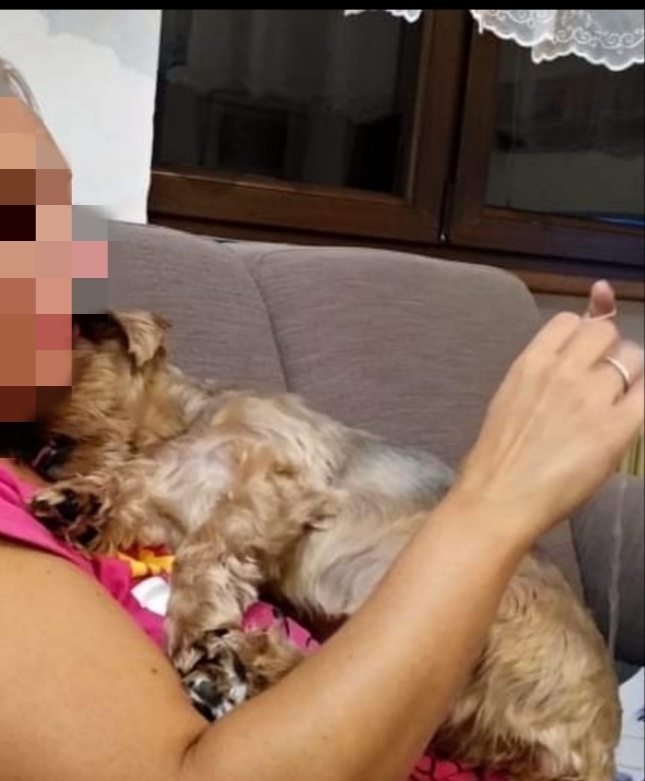 Stráženie psov - 8